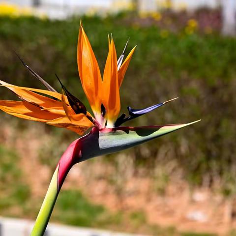 云南行 昆明西山  2023.4.9