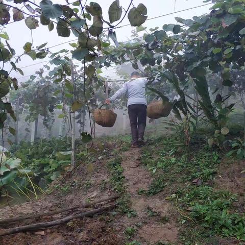 美丽的秋天，丰收的季节，秦巴安康伏羲山野生黄心猕猴桃热销中！