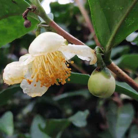 层层叠叠扑鼻香，秋冬时节秀芬芳，又是一年茶花开！