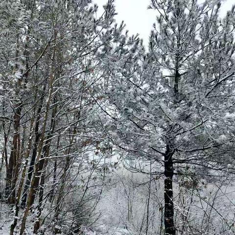 临近虎年春节，安康又下雪了，一组乡村雪景摄影美图分享
