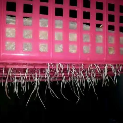 舌尖上的健康美食_自制豆芽