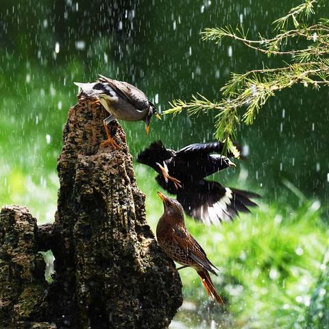 雨中鸟儿