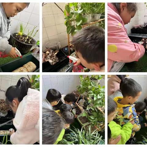 南华幼儿园黄桃班——蘑菇生长记