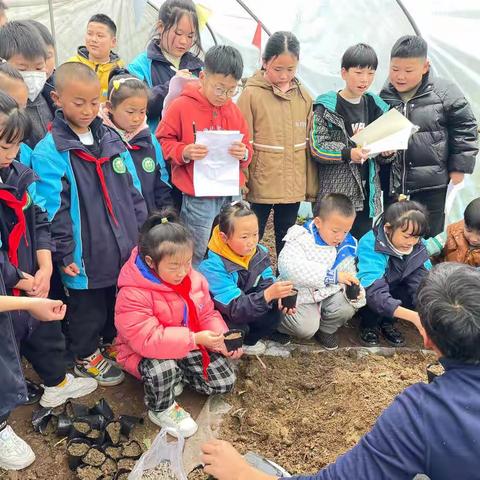 绽放劳动之花，遇见美好成长——蔡金小学向日葵种植主题实践活动之一