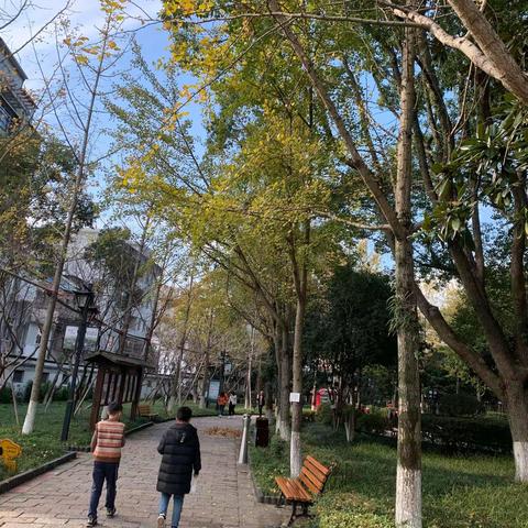 初冬赏叶