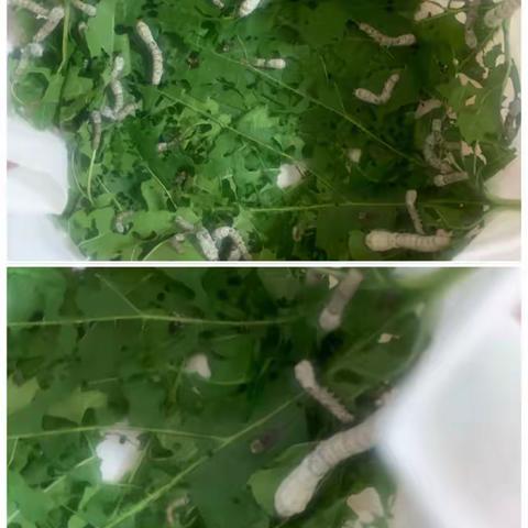 XH的美篇