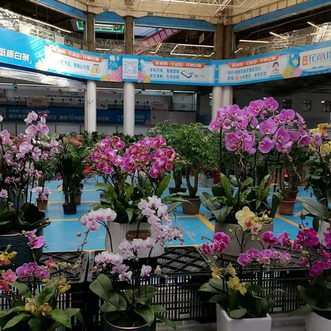 斗南湿地、花市开心游