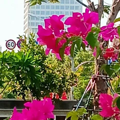 故乡是儋州