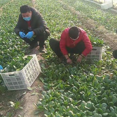 抗击疫情，奉献爱心：慈善志愿者行动掠影（之四）