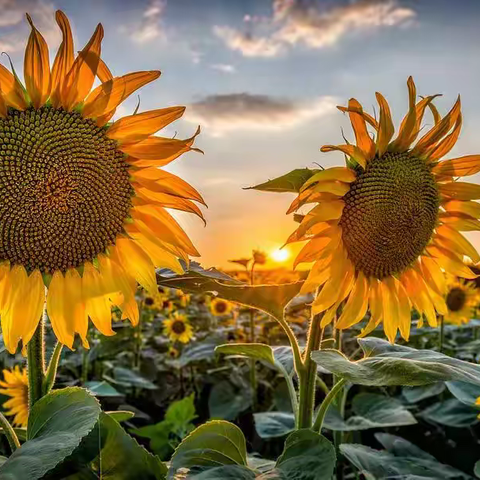斐波那契数列—— 隐藏在自然界的数学美