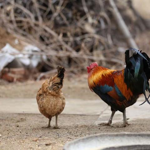 它就是如此的美篇