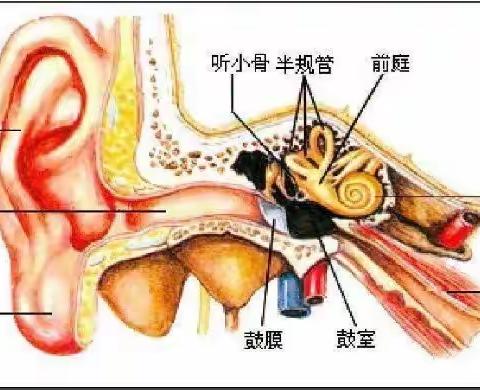 “爱耳护耳，聆听美好”——韩洪幼儿园“爱耳日”知识普及篇