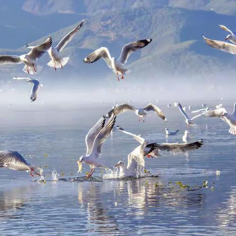 泸沽湖之旅-泸沽湖的海鸥