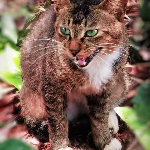 流浪猫脸谱