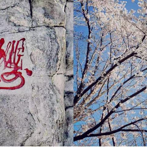 京城柳初绿🌸玉渊樱盛开