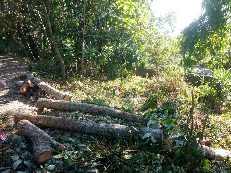 盈江县森林公安局弄璋派出所在湿地公园查处一起滥伐林木案