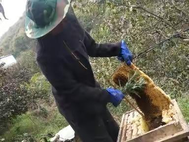 偶遇深山里的养蜂人