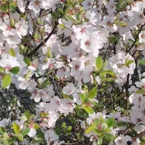 疫去，春归，市艺术实验幼儿园欢迎宝贝复园啦！