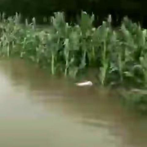 剪艺...造型的美篇