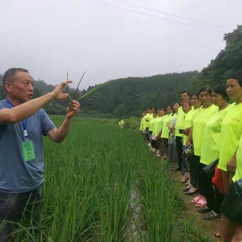 翁袍村种植培训班学习集锦