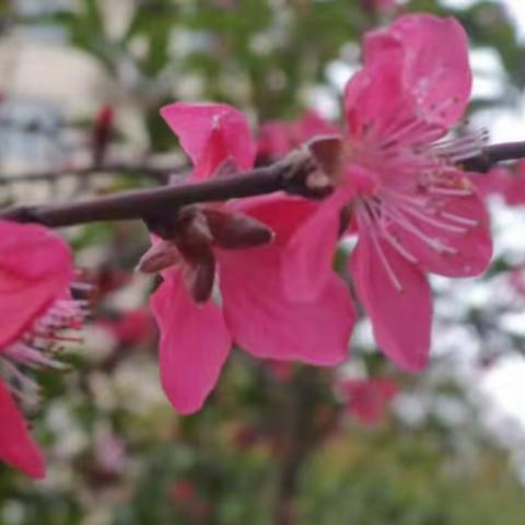 展开翅膀，放飞"梦”一一          确山县第三小学简笔画社团