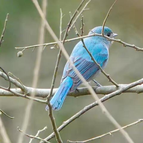 202101婺源观鸟（2）