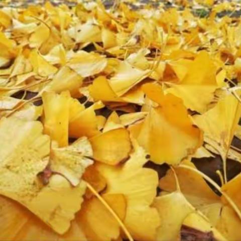 红苹果幼儿园中班——科学探索秋天的落叶🍂