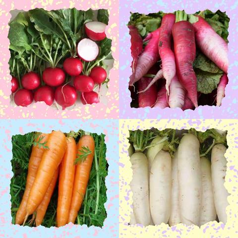 种萝卜—协和幼儿园西苑小二班