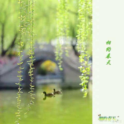 🍀“春雨润于心，清明融于情”🍀——五年级清明节活动纪实