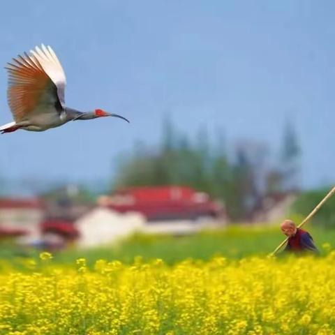三秦四季 汉中有约 | 最美油菜花海汉中摄影团（豪华商务车出行4.5-4.10）