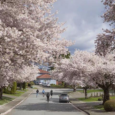 2021 樱之花