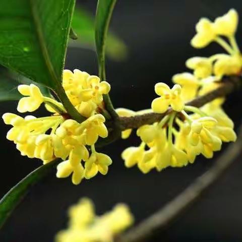 漂泊的浪子的美篇