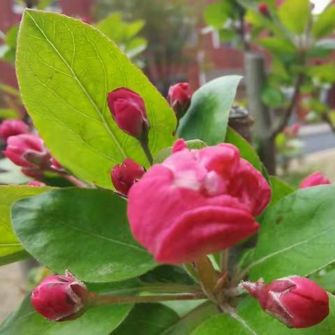 呵护成长 赢得未来——八六班2020—2021学年度下期班级工作总结