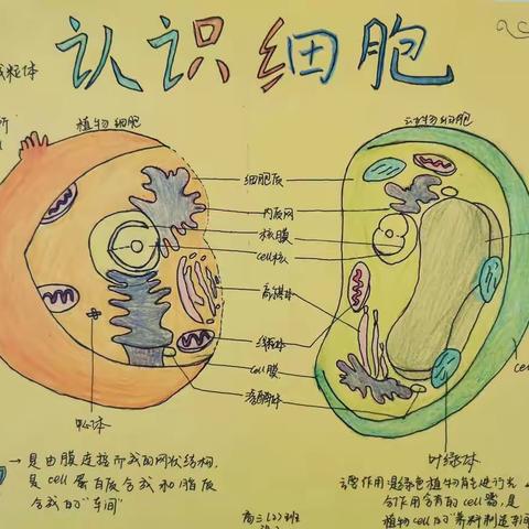 高三生物插图展