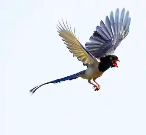 欢乐的红嘴蓝鹊喜迎春