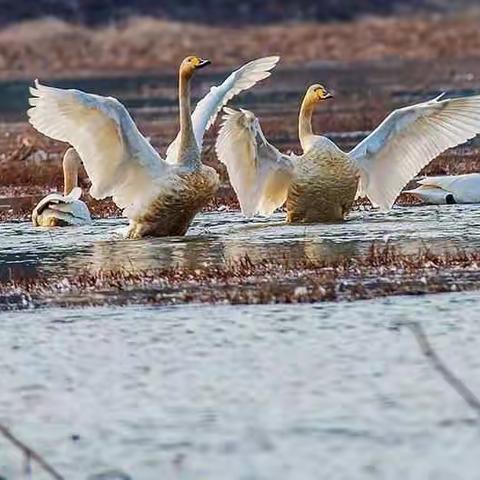 丁家山耦遇白鹤与天鹅
