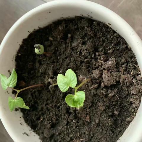 我的牵牛花日记