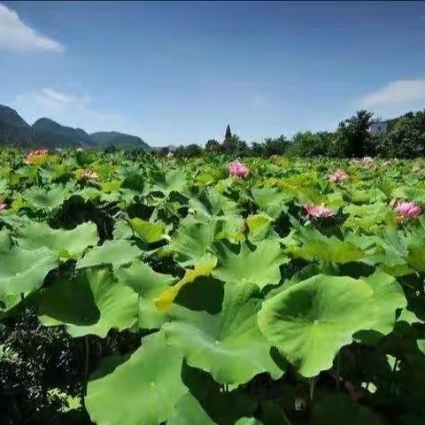 遵义漫游