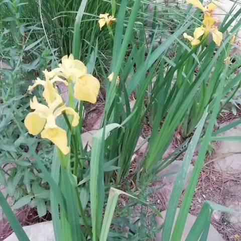 郝青君友信的美篇振轩美片