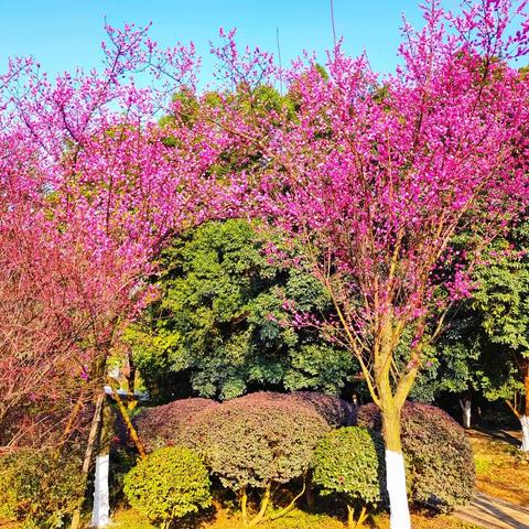 花已开 等你来—成都植物园掠影