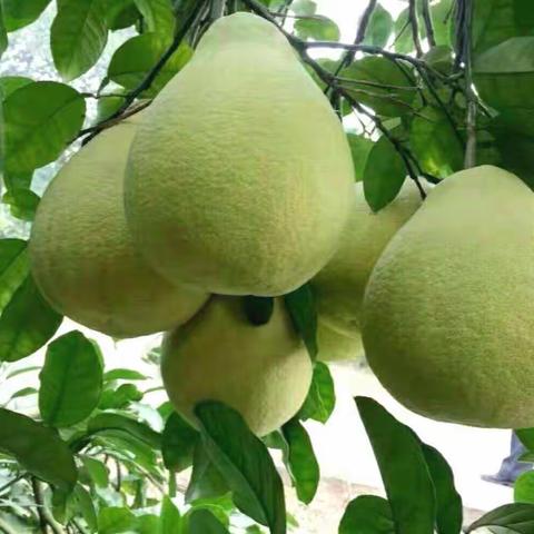 2019年南康甜柚品质评比大会隆重召开