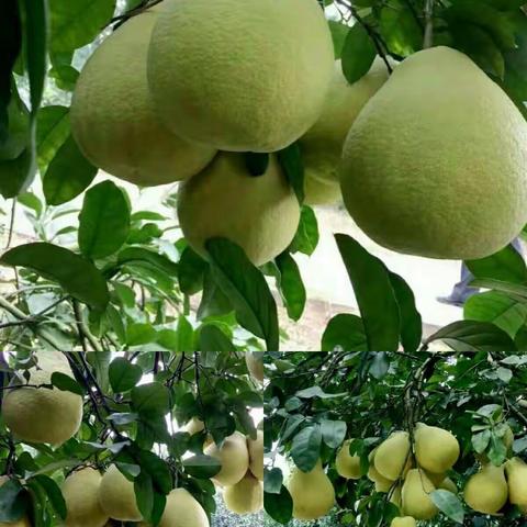 2017年南康甜柚质量评比大赛隆重举行