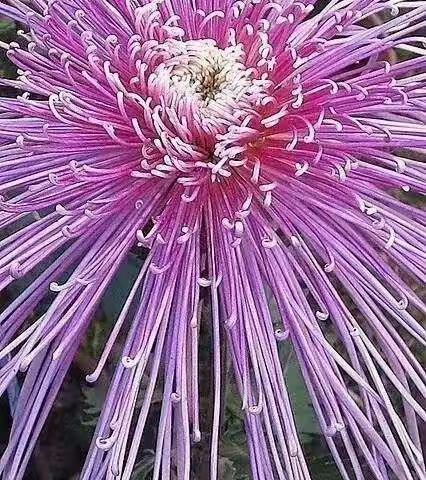 不是花中偏爱菊，此花开尽并无花