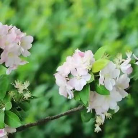 花开春暖，“疫”起话双减                                                ——燕山路小学一年级线上教学总结