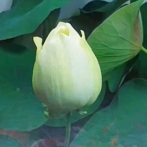 阿弥陀佛感恩美友的支持和鼓励