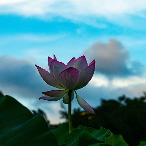 2020年6月荷花盛开的季节