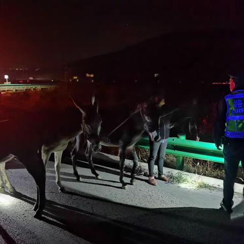 牲畜误入高速越界“散步”路政员及时排除险情