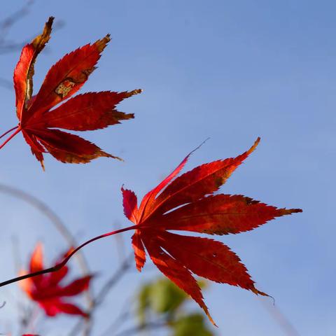 初冬赏红叶美醉人