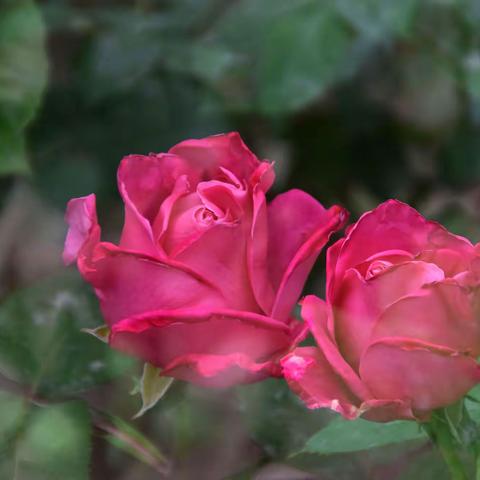 似春的五月，温和