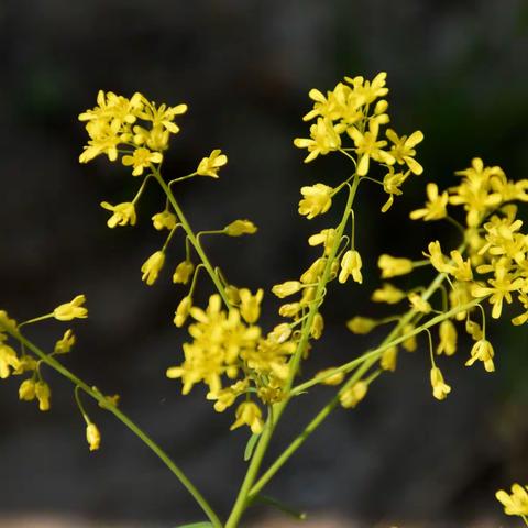 不起眼小花小草（-2）